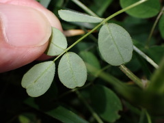 Astragalus nokoensis
