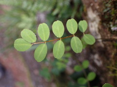 Astragalus nokoensis
