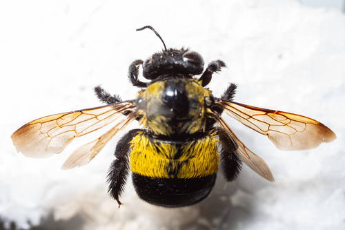 Xylocopa shelfordi