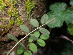 Astragalus nokoensis