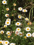 Erigeron longipes