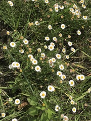 Erigeron longipes