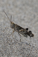 Epacromius japonicus