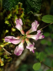 Astragalus nokoensis