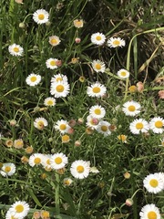 Erigeron longipes