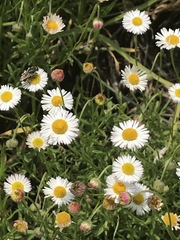Erigeron longipes