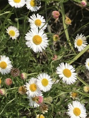 Erigeron longipes
