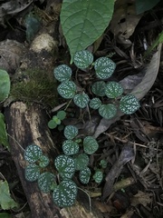Peperomia hispidula