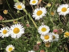 Erigeron longipes