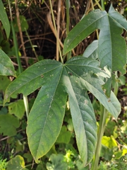 Kalopanax septemlobus