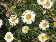 Erigeron longipes