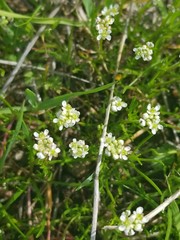 Lepidium nitidum