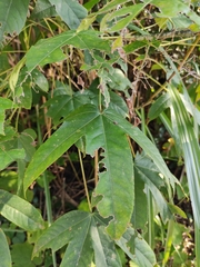 Kalopanax septemlobus