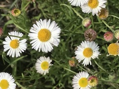 Erigeron longipes