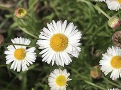Erigeron longipes