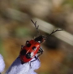 Pelonides quadrinotata
