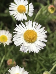 Erigeron longipes