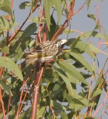 Purnella albifrons