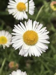 Erigeron longipes