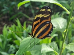 Heliconius ismenius