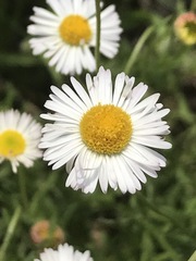 Erigeron longipes