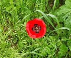 Papaver umbonatum