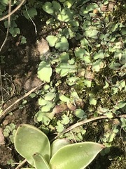 Plagiochasma rupestre rupestre