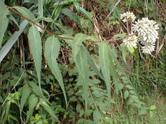 Eupatorium chinense tozanense