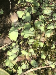 Plagiochasma rupestre rupestre