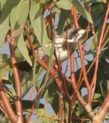 Purnella albifrons