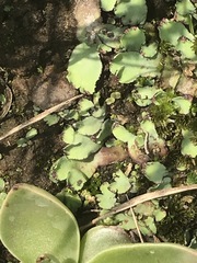 Plagiochasma rupestre rupestre