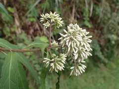Eupatorium chinense tozanense