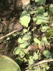 Plagiochasma rupestre rupestre