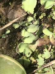 Plagiochasma rupestre rupestre