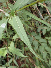 Eupatorium chinense tozanense