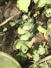 Plagiochasma rupestre rupestre