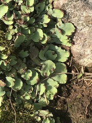 Plagiochasma rupestre rupestre