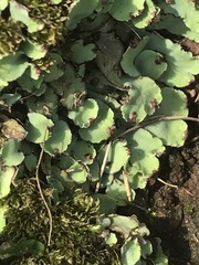 Plagiochasma rupestre rupestre