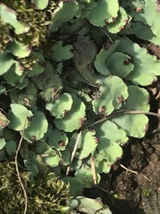 Plagiochasma rupestre rupestre