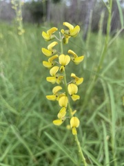 Crotalaria lanceolata