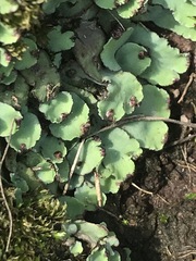 Plagiochasma rupestre rupestre