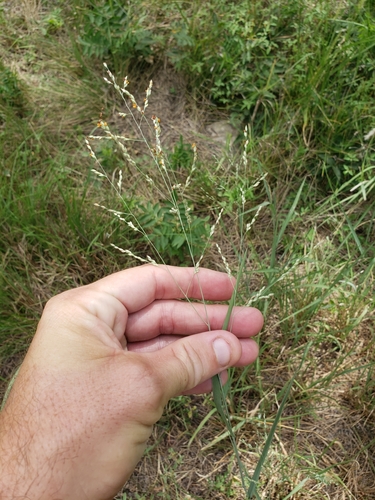 Panicum coloratum observed 2021-07-27