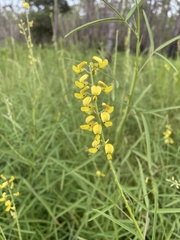 Crotalaria lanceolata