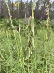Crotalaria lanceolata