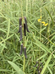 Crotalaria lanceolata