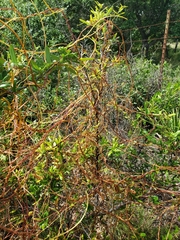 Cuscuta exaltata