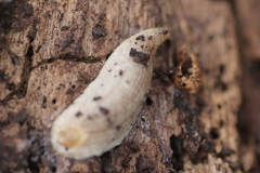 Testacella haliotidea