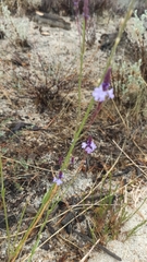Verbena orcuttiana