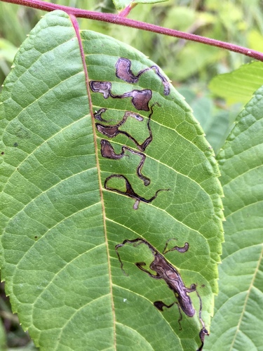 Pecan Serpentine Leafminer Moth photo 5