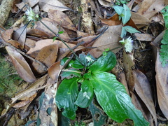 Hedyotis shiuyingiae